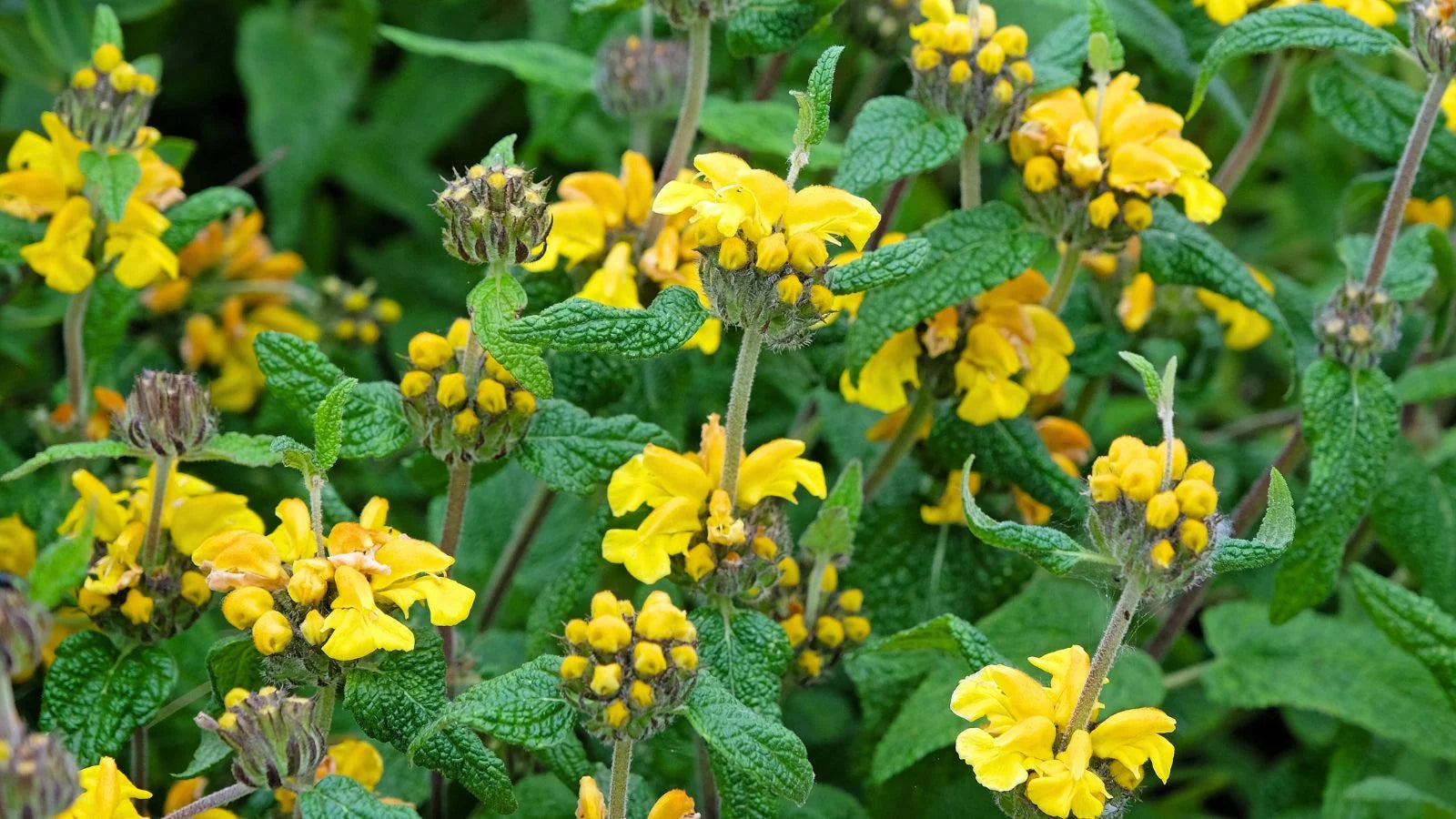 Jerusalem Sage Yellow Flower Seeds for Planting Vibrant and Aromatic Blooms - Evergrowseeds