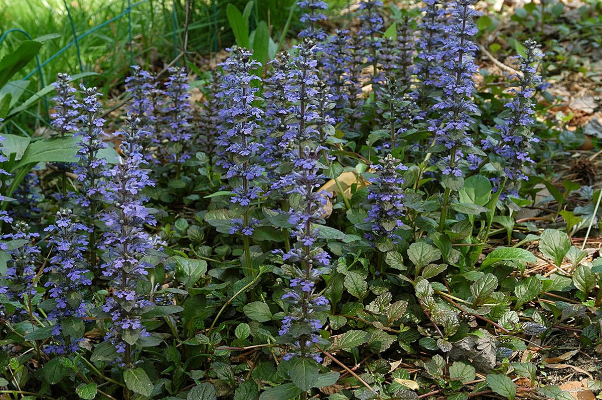 Ajuga Reptans Flower seeds for Planting - Long Bloom Season, Heirloom & GMO Free Seeds for Home Garden
Sale seeds for home garden