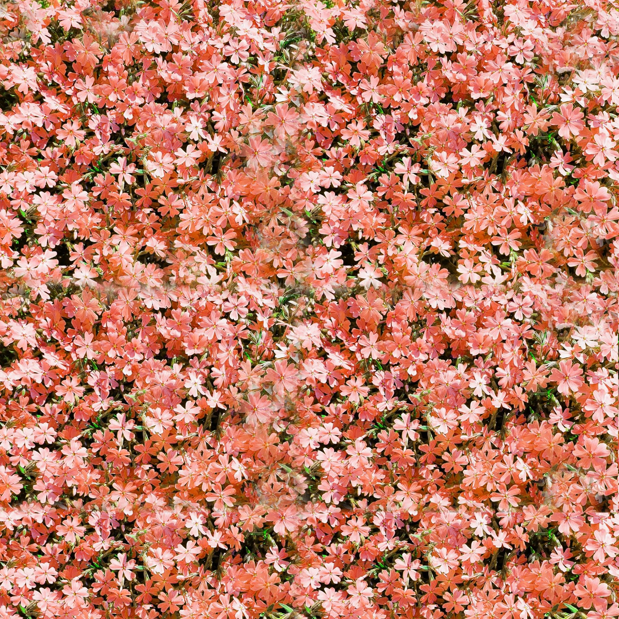 Non-Gmo Orange Creeping Thyme Seeds - 100Pcs Easy Planting Herb Plant Seed