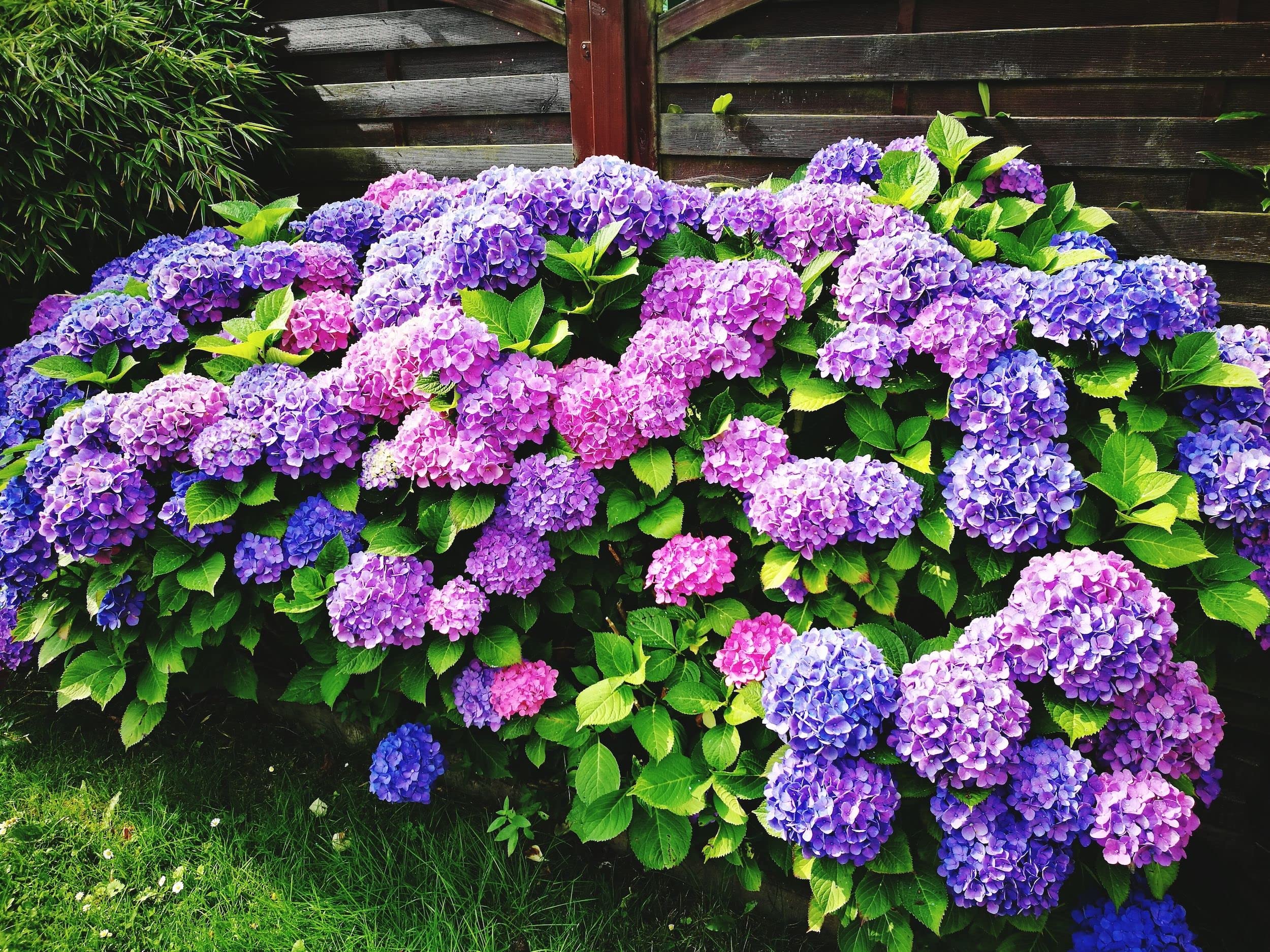 Hydrangea Hydrangea spp. Seeds for Planting - Ideal for Flower Bed & Home Garden