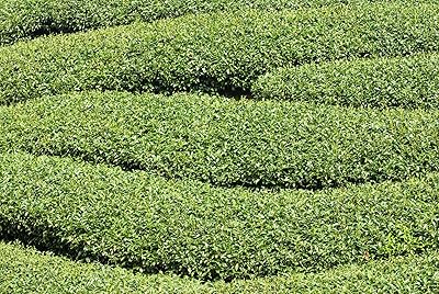 Green Corkscrew Rush Seeds, Heirloom Non-GMO Flowers for Borders & Home Garden Planting
Sale seeds for home garden
