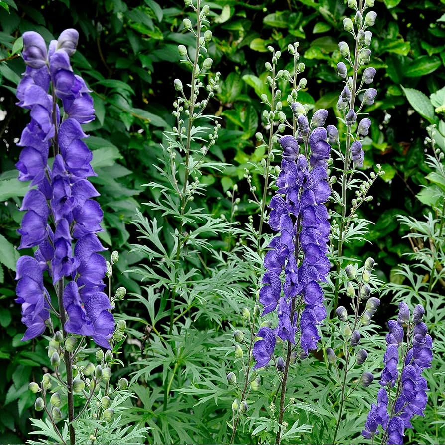 Monkshood Aconitum spp. Herb Plant Seeds for Planting in Garden