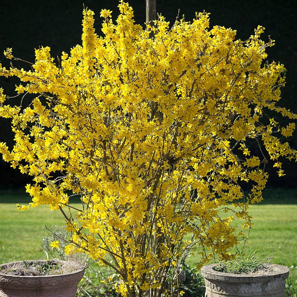Forsythia Seeds for Planting Forsythia spp. for early spring gardens and hedges