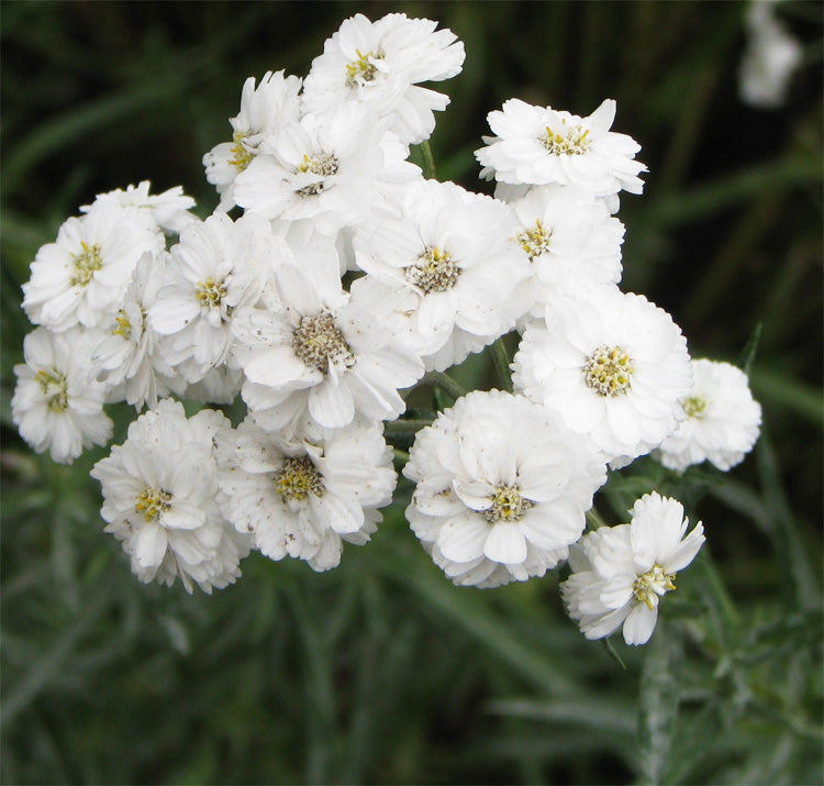 Ptarmica Flower seeds for Planting Shade Tolerant Heirloom & GMO Free Seeds for Home Garden
