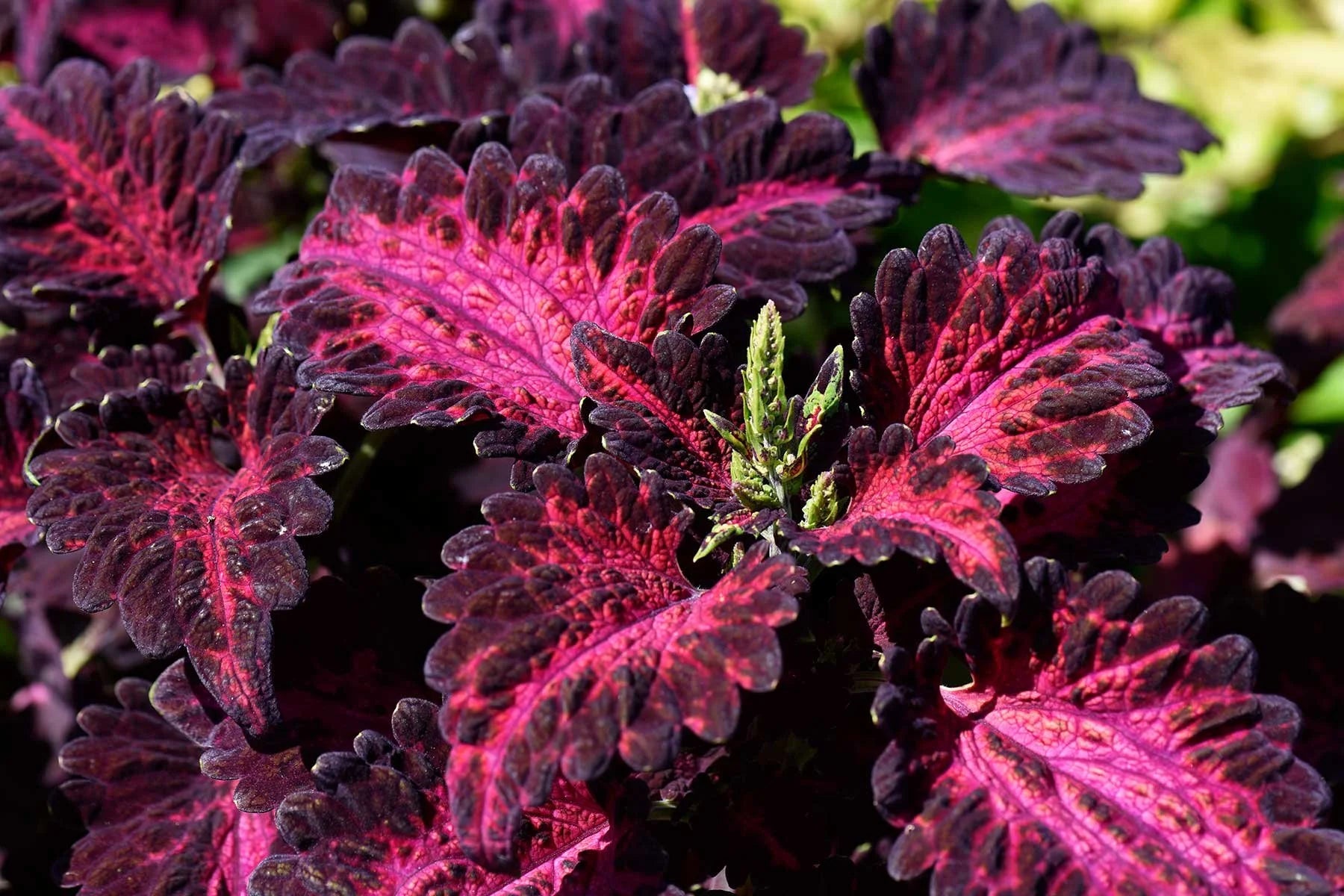 Deep Red Dragon Coleus for Planting Colorful Display Heirloom & GMO Free Seeds for Home Garden Sale