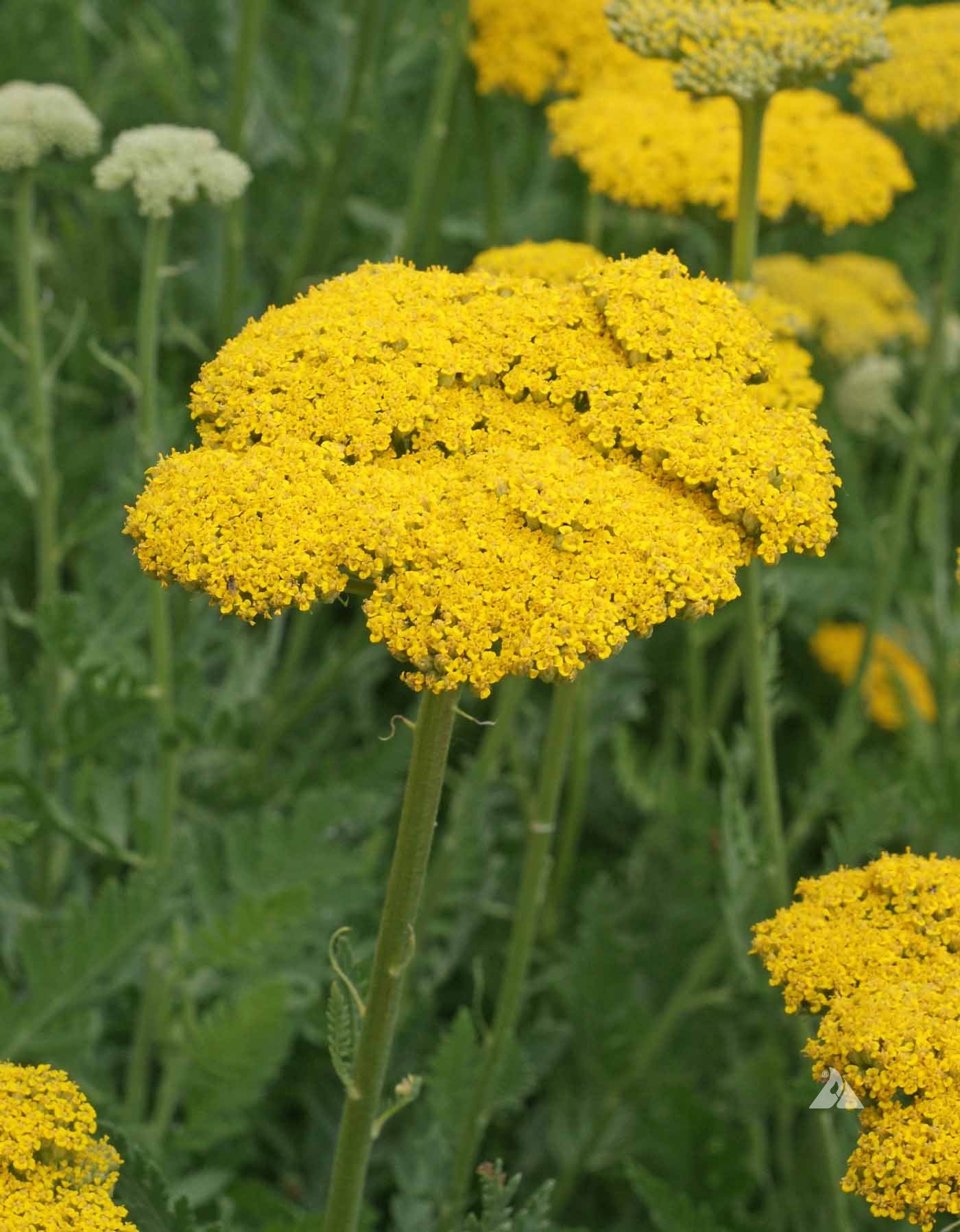 Yellow Yarrow Flower seeds for Planting - Seasonal Bloomer, Heirloom & GMO Free Seeds for Home Garden