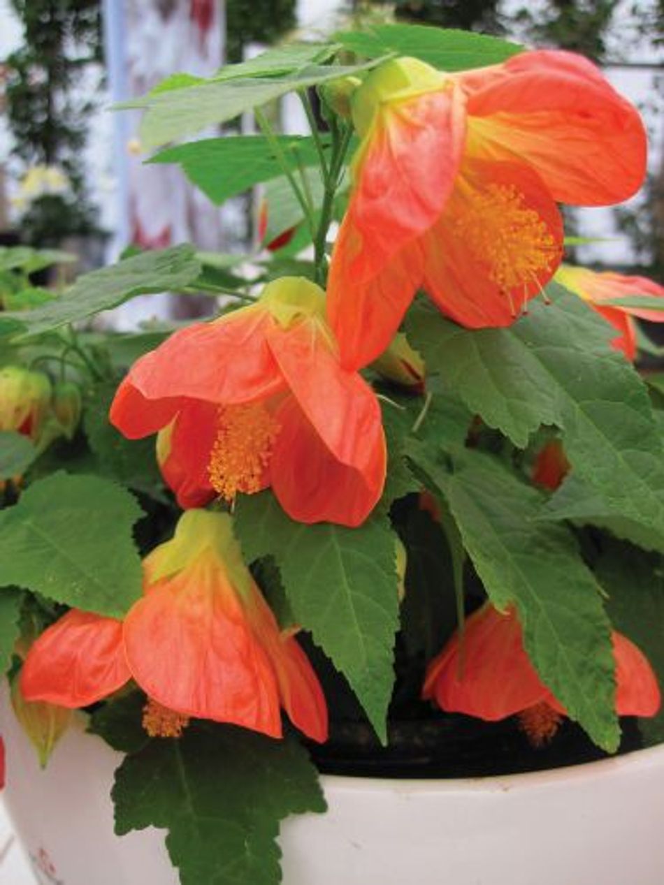 Tangerine Orange Abutilon Seeds for Planting