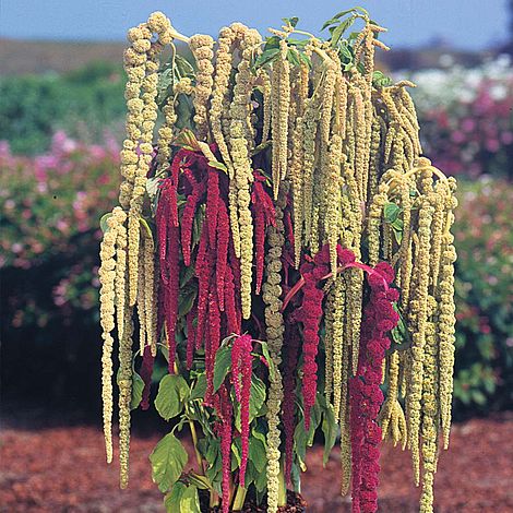 Mixed Caudatus Flower seeds blooming in flower beds, containers, borders, and pollinator-friendly gardens