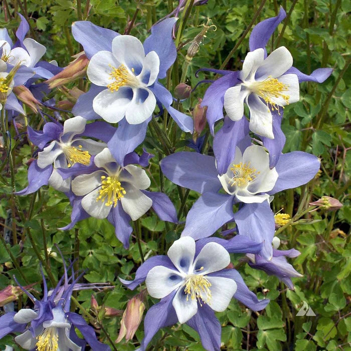 Aquilegia Flower seeds for Planting - Wildflower Mix, Heirloom & GMO Free Seeds for Home Garden