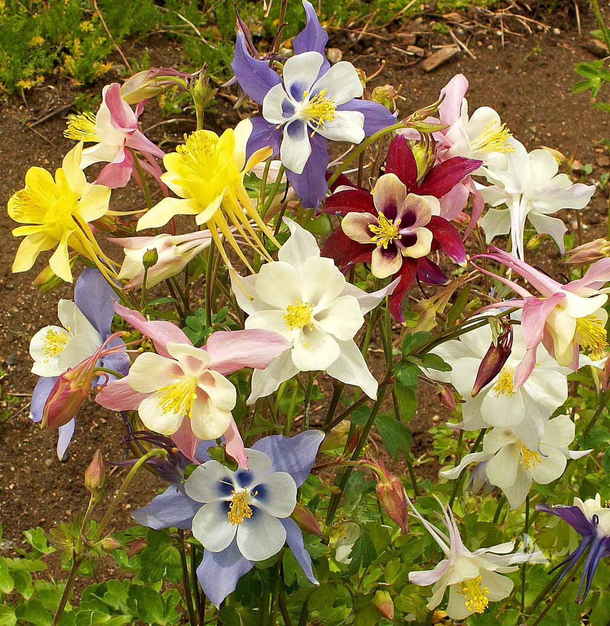 Sky Blue Columbine Flower seeds for Planting Perfect for Borders Heirloom & GMO Free Seeds for Home Garden