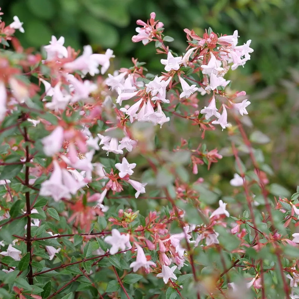 Multi-Colored Abelia Flower seeds blooming in flower beds, containers, borders, and pollinator-friendly gardens
