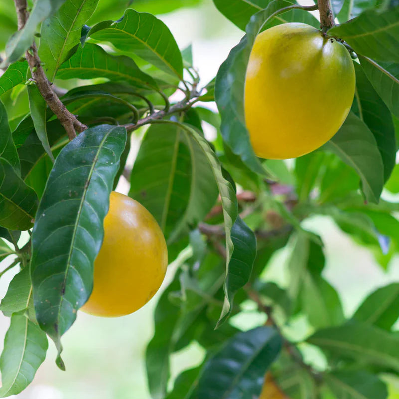 Abiu Fruit Seeds for Easy Planting