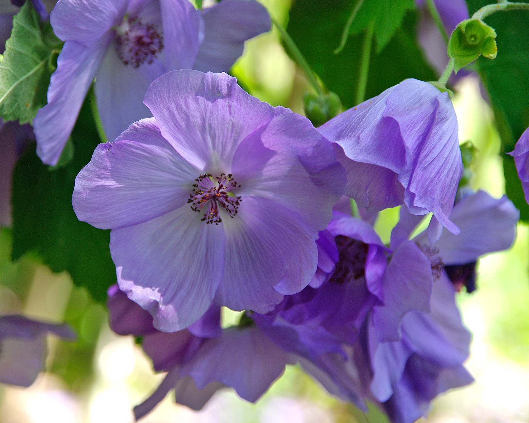 Violet Abutilon Vitifolium Seeds for Planting - Elegant Garden Flowers