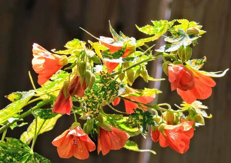 Yellow Red Abutilon Striatum Flower Seeds for Garden Planting