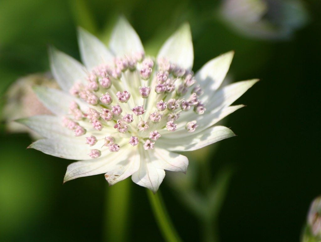 Masterwort Flower Seeds for Planting - Stunning Perennial Blooms - Evergrowseeds