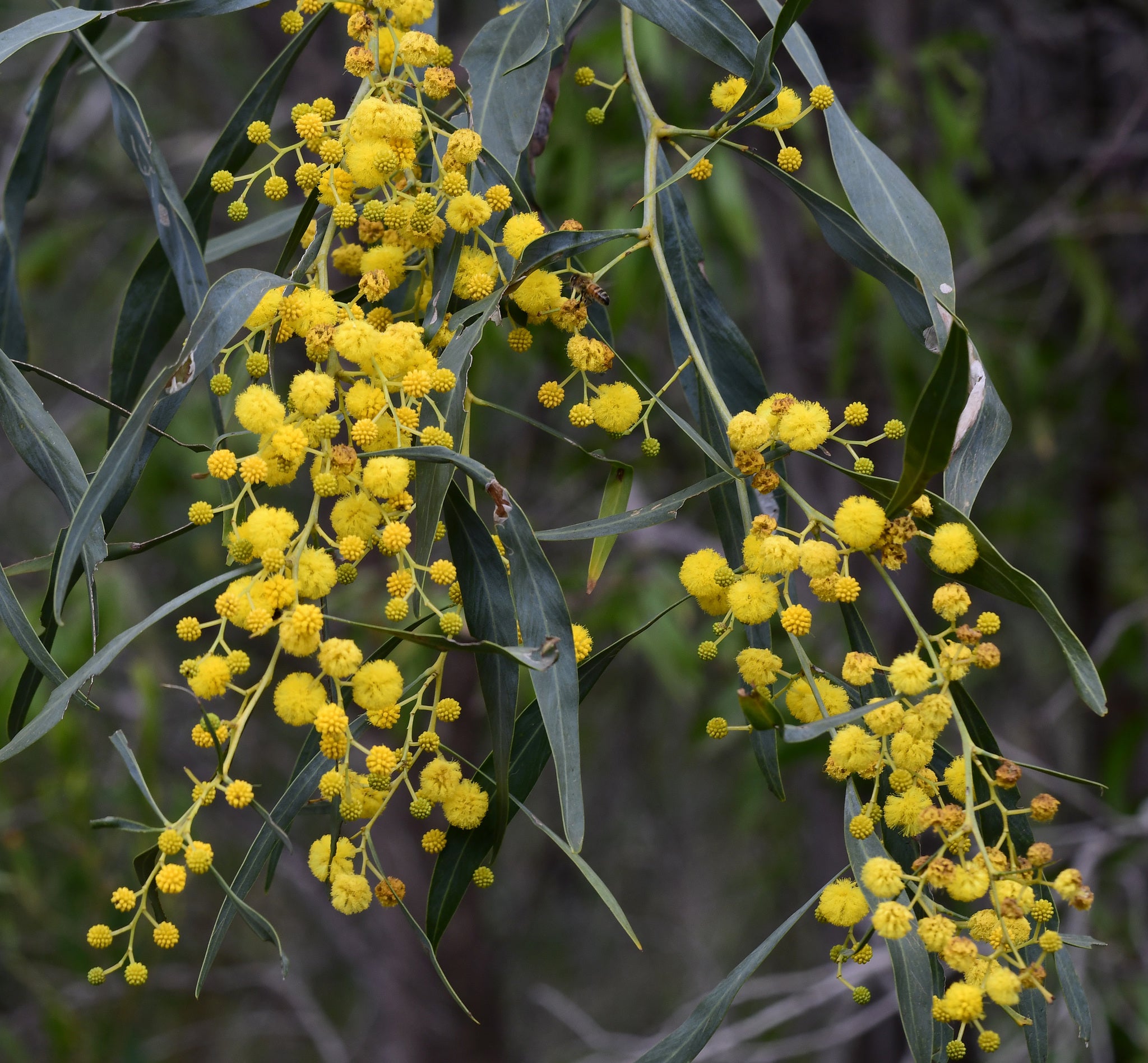 Yellow Wattle Flower seeds for Planting - Fragrant Blossoms, Heirloom & GMO Free Seeds for Home Garden