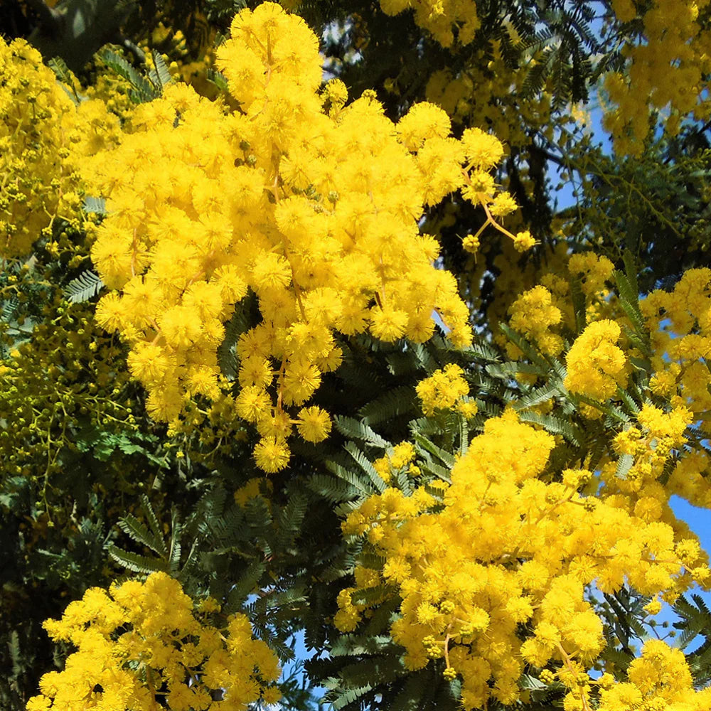 Acacia Flower seeds for Planting Pollinator Friendly Heirloom & GMO Free Seeds for Home Garden