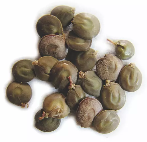 Acacia Catechu Seeds For Planting | Hardy Hardwood Tree Plant Seeds