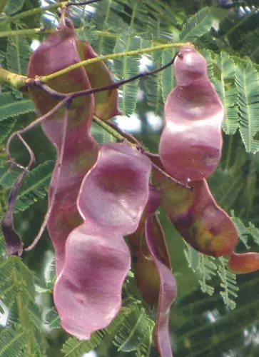 Acacia Catechu Seeds For Planting | Hardy Hardwood Tree Plant Seeds