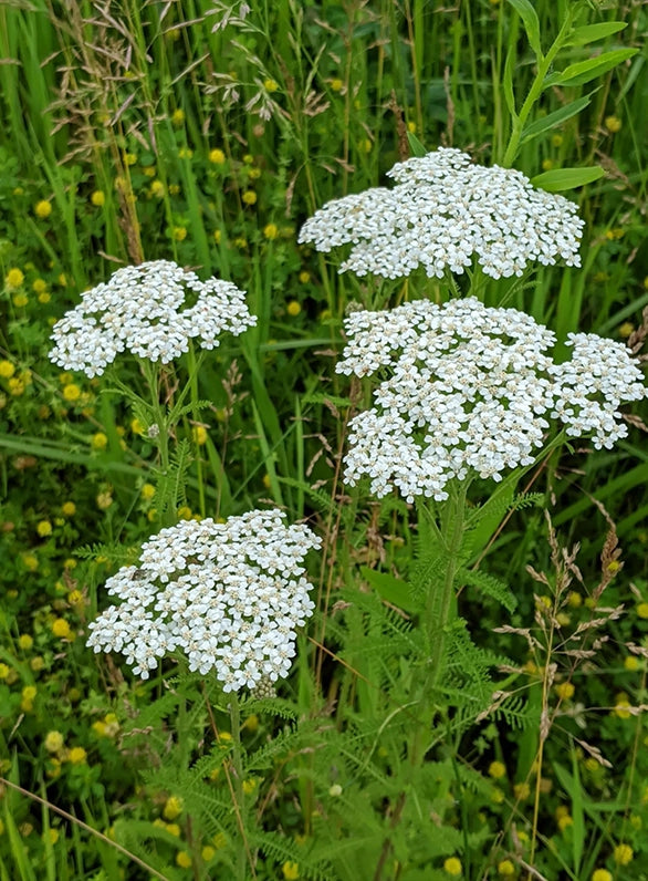 Yarrow Flower Garden Planting Essentials - Seeds for Thriving Landscapes