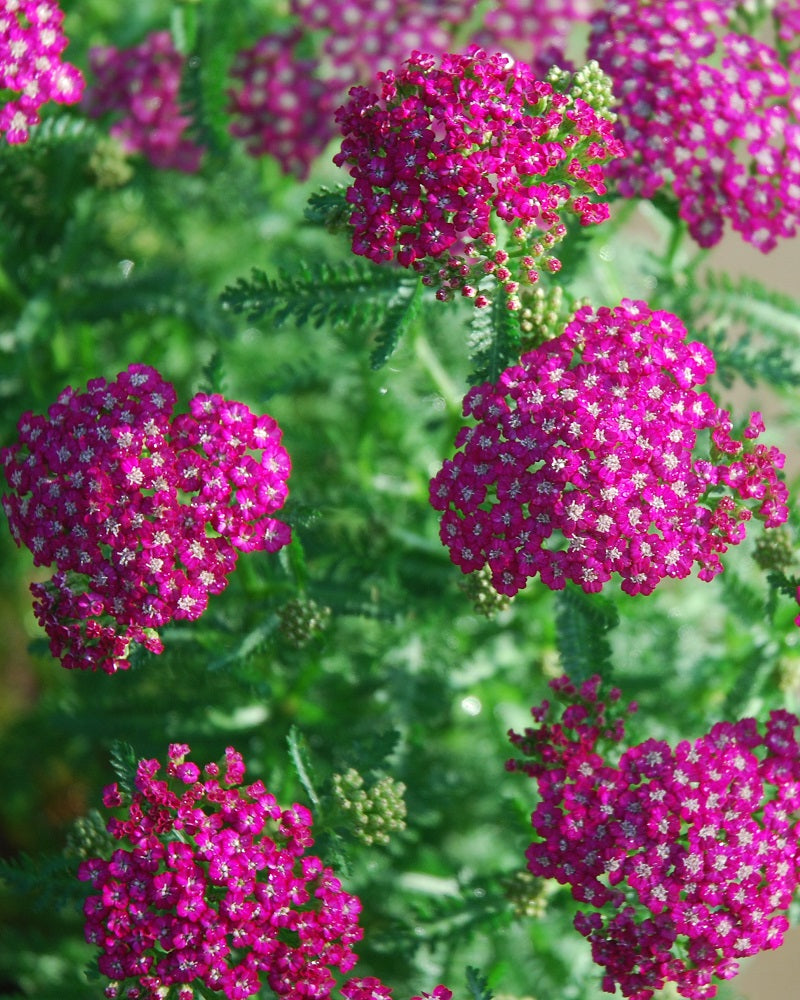 Pink Achillea Yarrow Flower seeds for Planting - Premium Quality, Heirloom & GMO Free Seeds for Home Garden