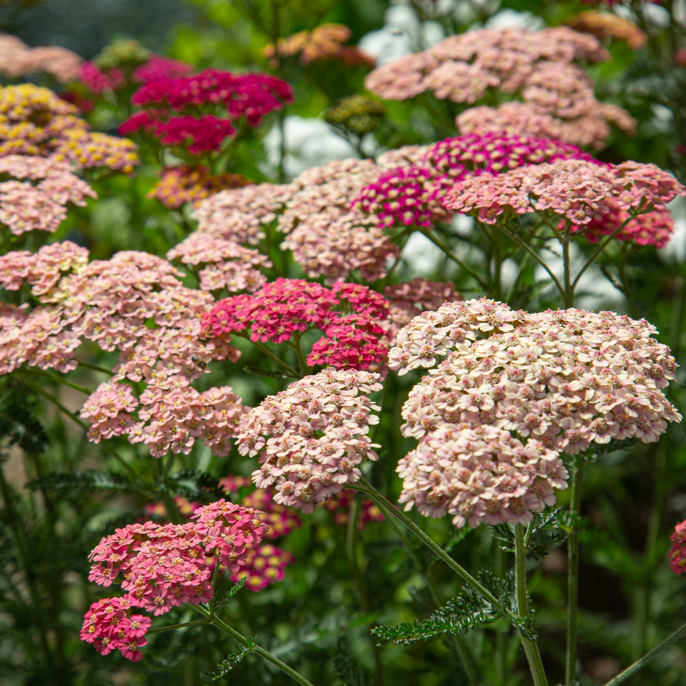 Mixed Achillea Millefolium Flower seeds for Planting - Vibrant Colors, Heirloom & GMO Free Seeds for Home Garden