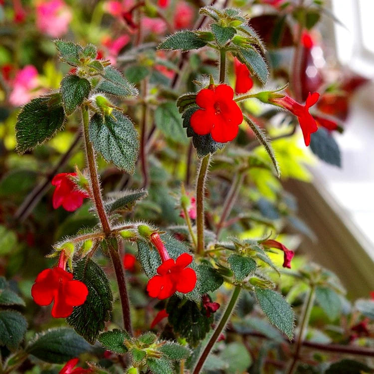 Heirloom Achimenantha Flower seeds for Planting Low Maintenance Heirloom & GMO Free Seeds for Home Garden