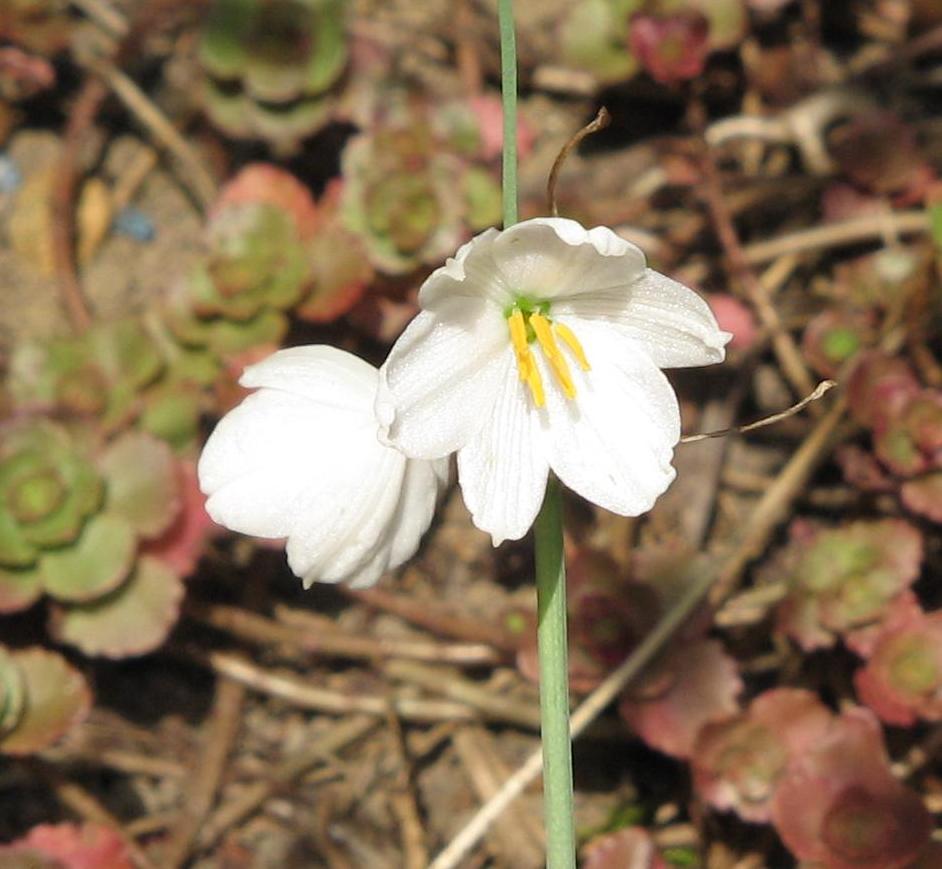 White Leucocoryne Flower seeds for Planting - Long Bloom Season, Heirloom & GMO Free Seeds for Home Garden