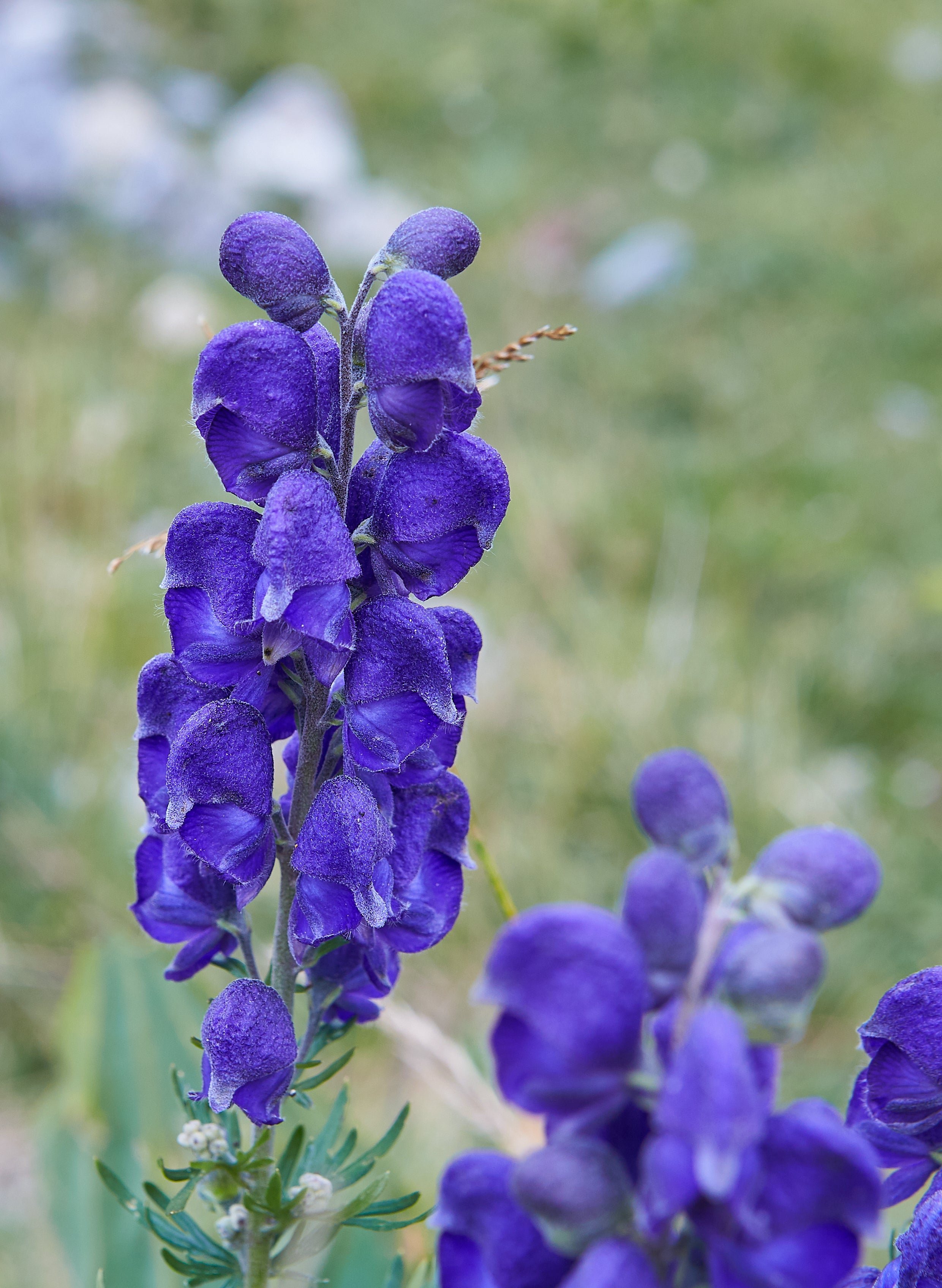 Aconite Flower seeds for Planting - Long Bloom Season, Heirloom & GMO Free Seeds for Home Garden