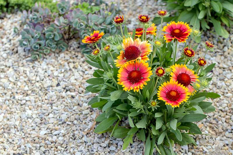 Heirloom Gaillardia Flower seeds for Planting Cottage Garden Essential Heirloom & GMO Free Seeds for Home Garden