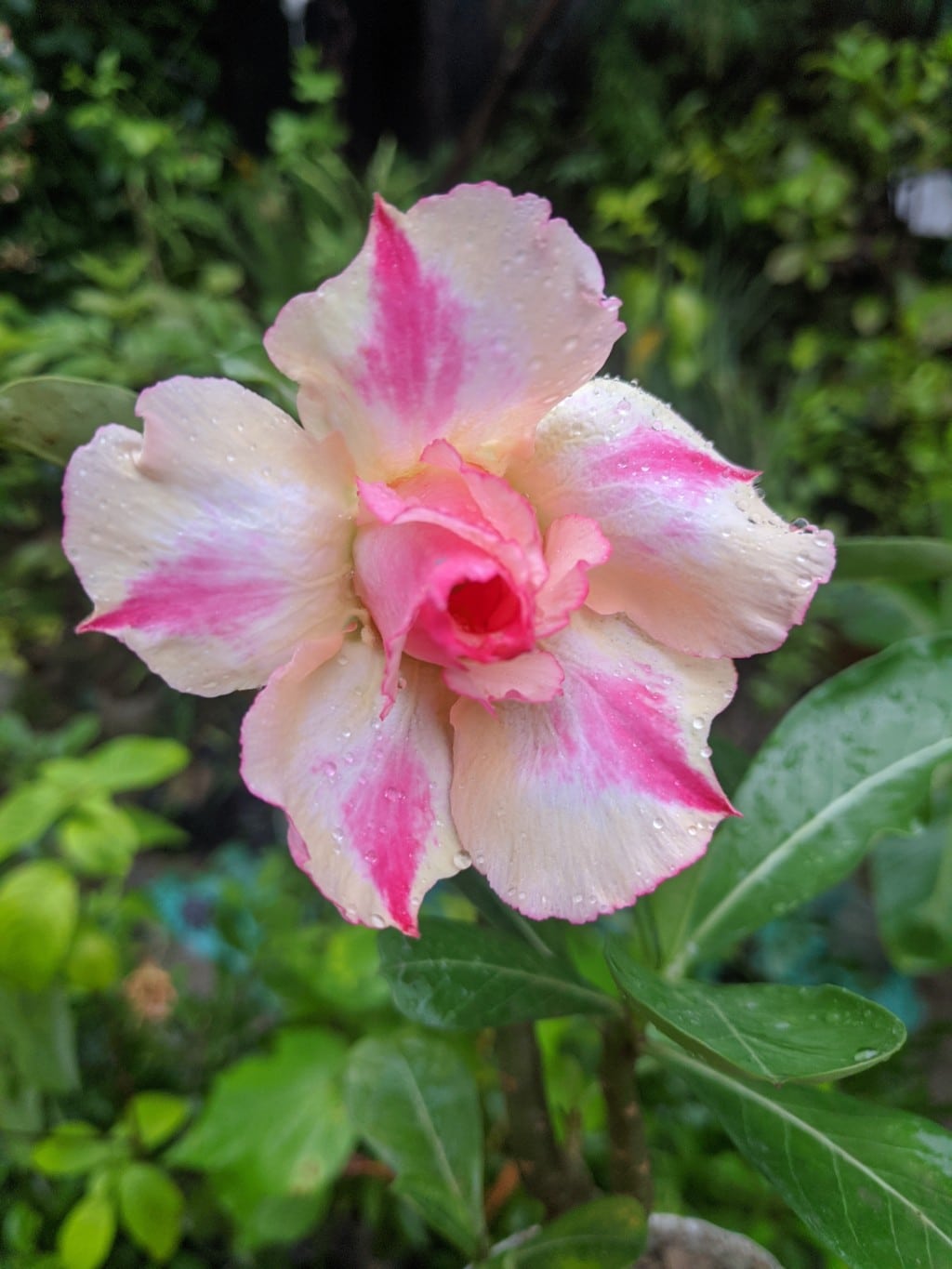 Pink White Adenium Flower seeds for Planting - Sun Loving, Heirloom & GMO Free Seeds for Home Garden