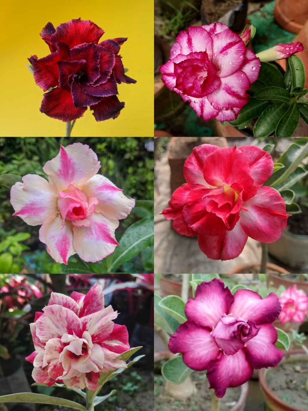 Pink Obesum Flower seeds for Planting - Low Maintenance, Heirloom & GMO Free Seeds for Home Garden