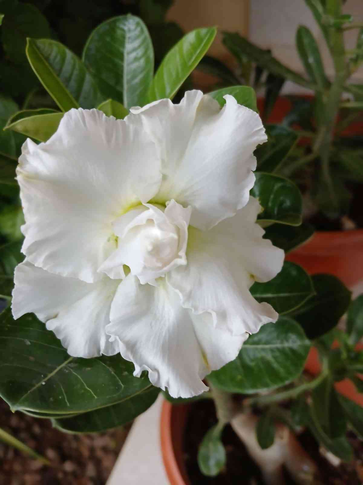 White Adenium Obessum Flower seeds for Planting - Long Bloom Season, Heirloom & GMO Free Seeds for Home Garden