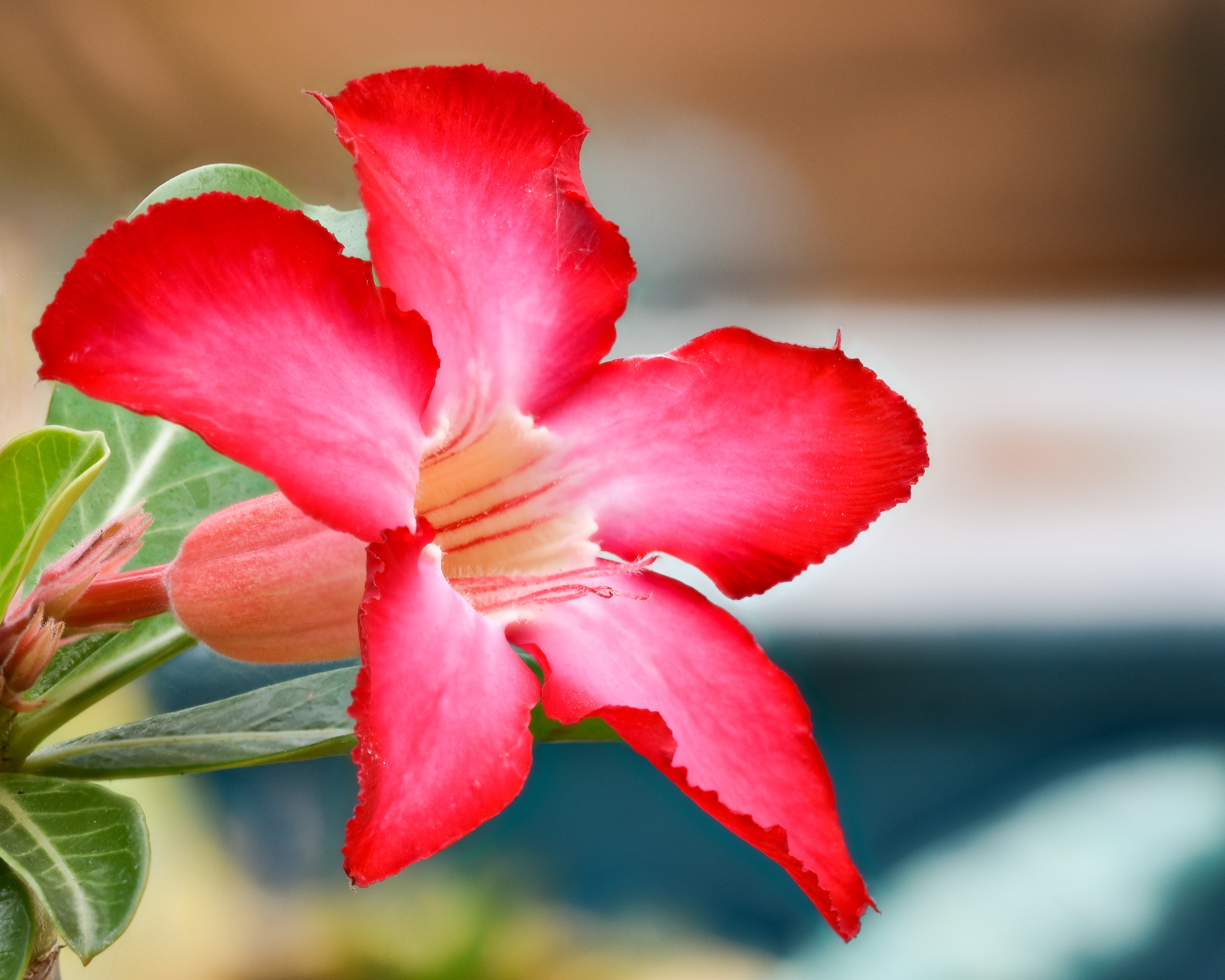Red Adenium Obesum Flower seeds for Planting Compact Growth Heirloom & GMO Free Seeds for Home Garden