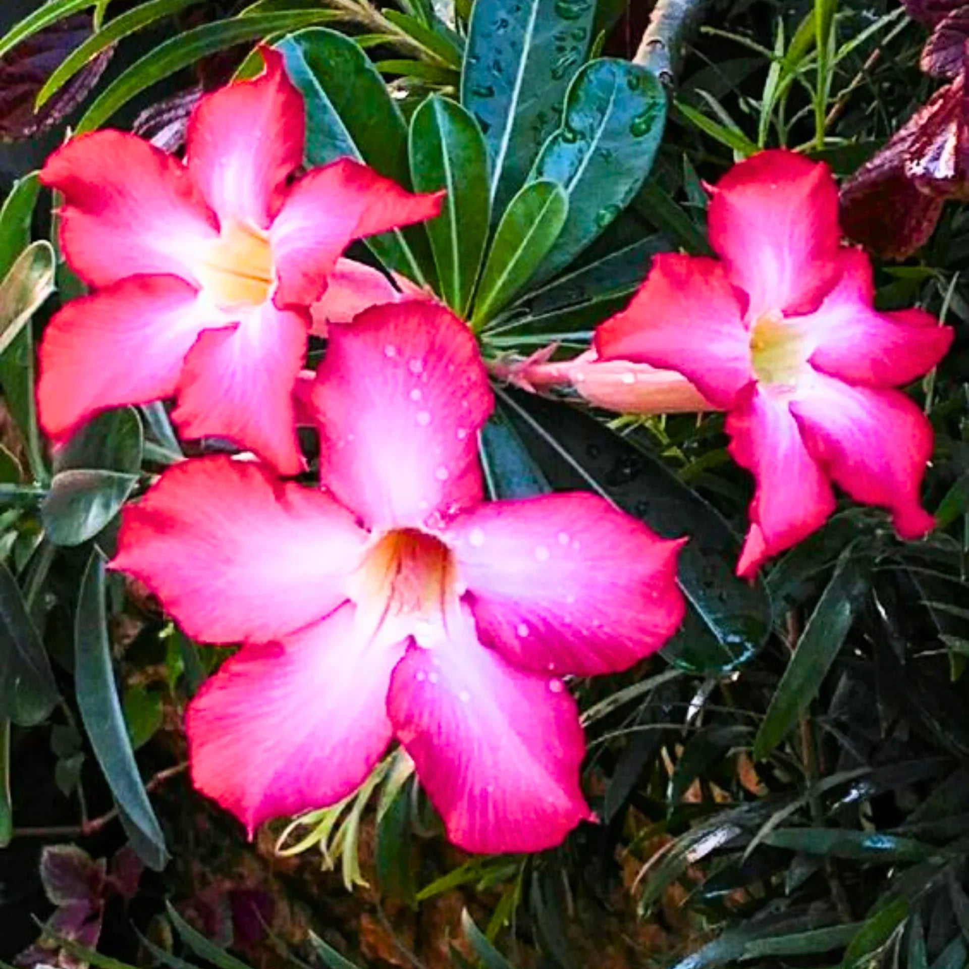 Adenium Seeds for Planting Desert Roses - Tropical Variety