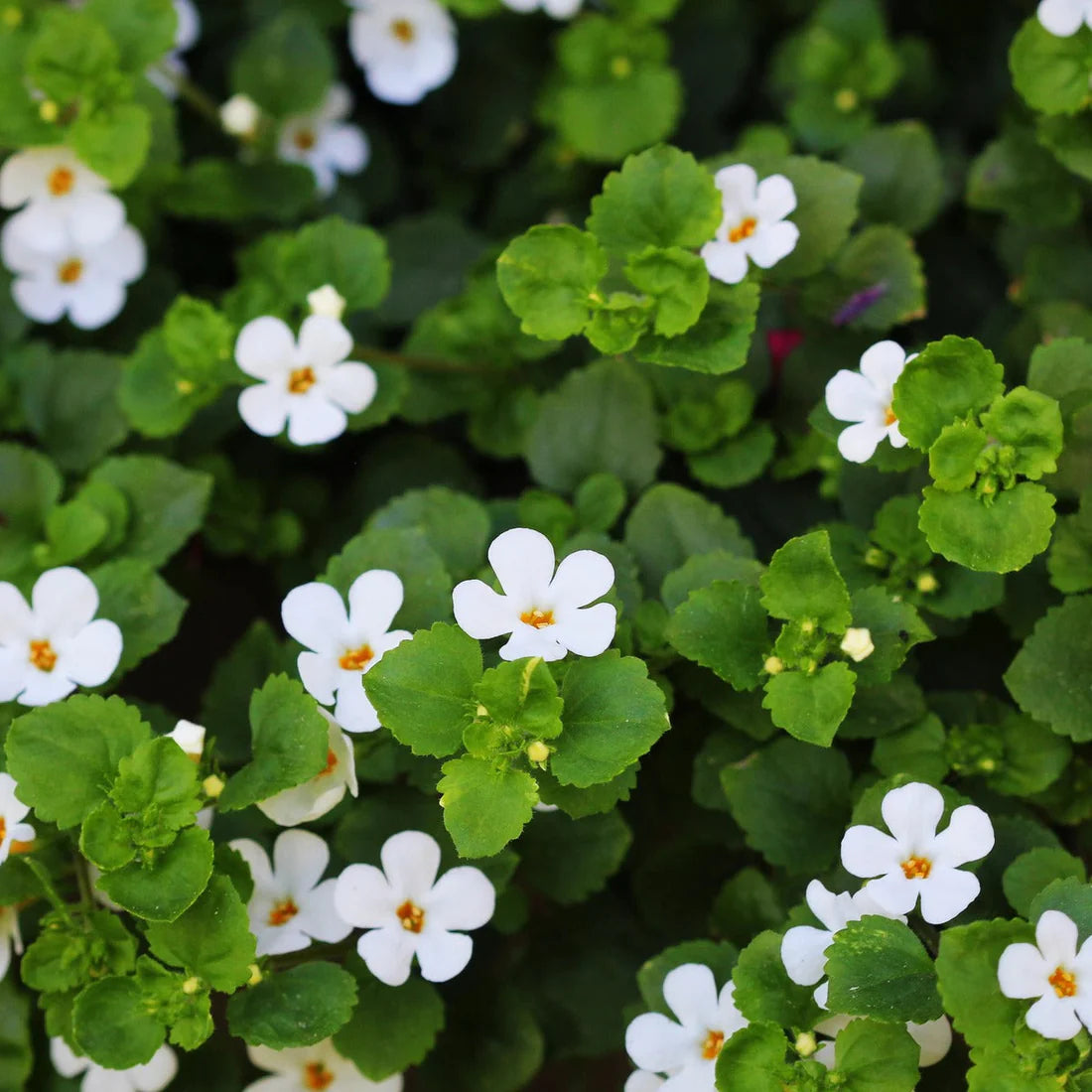 Bacopa Flower seeds for Planting - Sun Loving, Heirloom & GMO Free Seeds for Home Garden