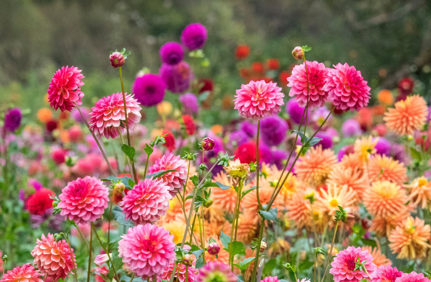 Dahlia Flower seeds for Planting Vibrant Colors Heirloom & GMO Free Seeds for Home Garden