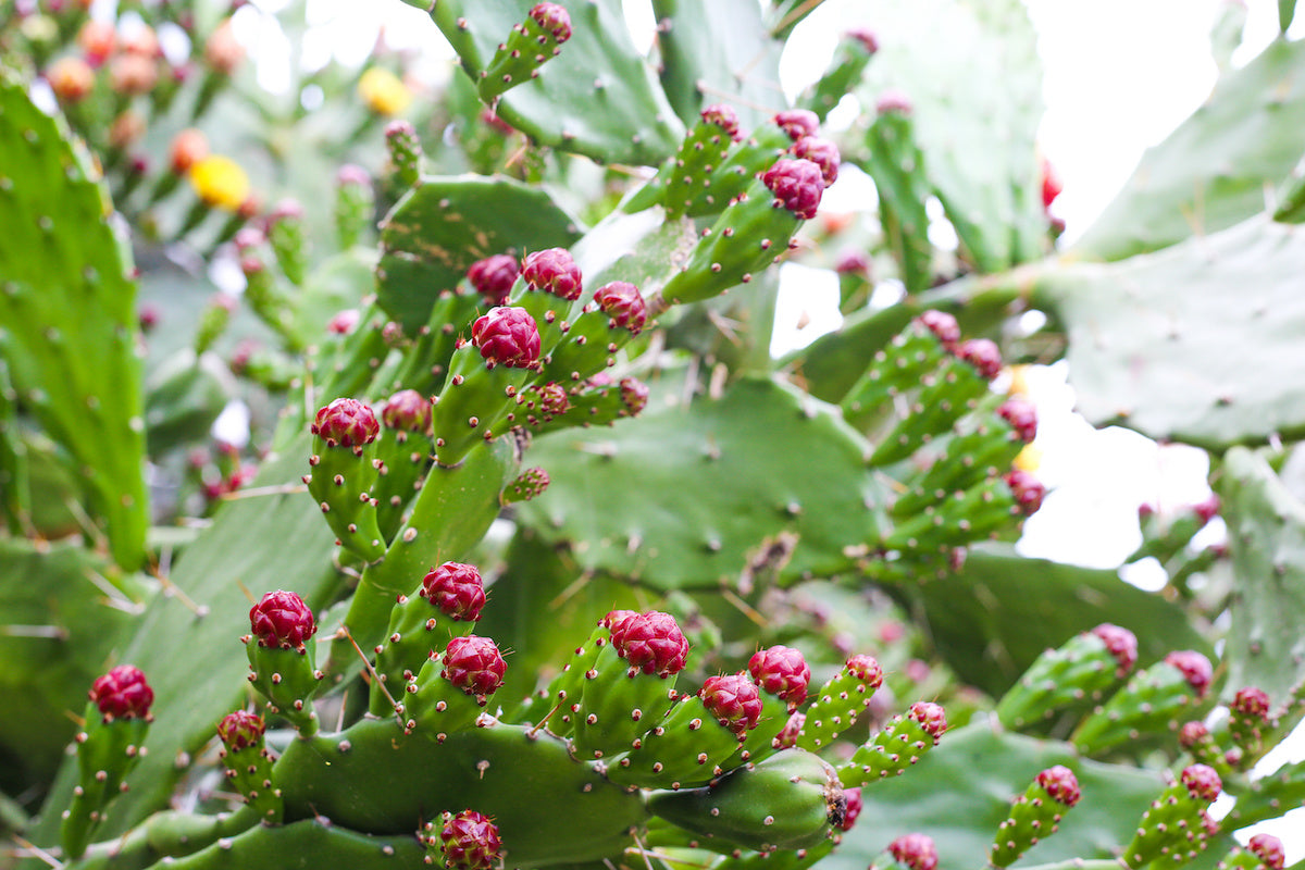 Pink Spineless Opuntia Seeds for Planting Unique Cactus Variety