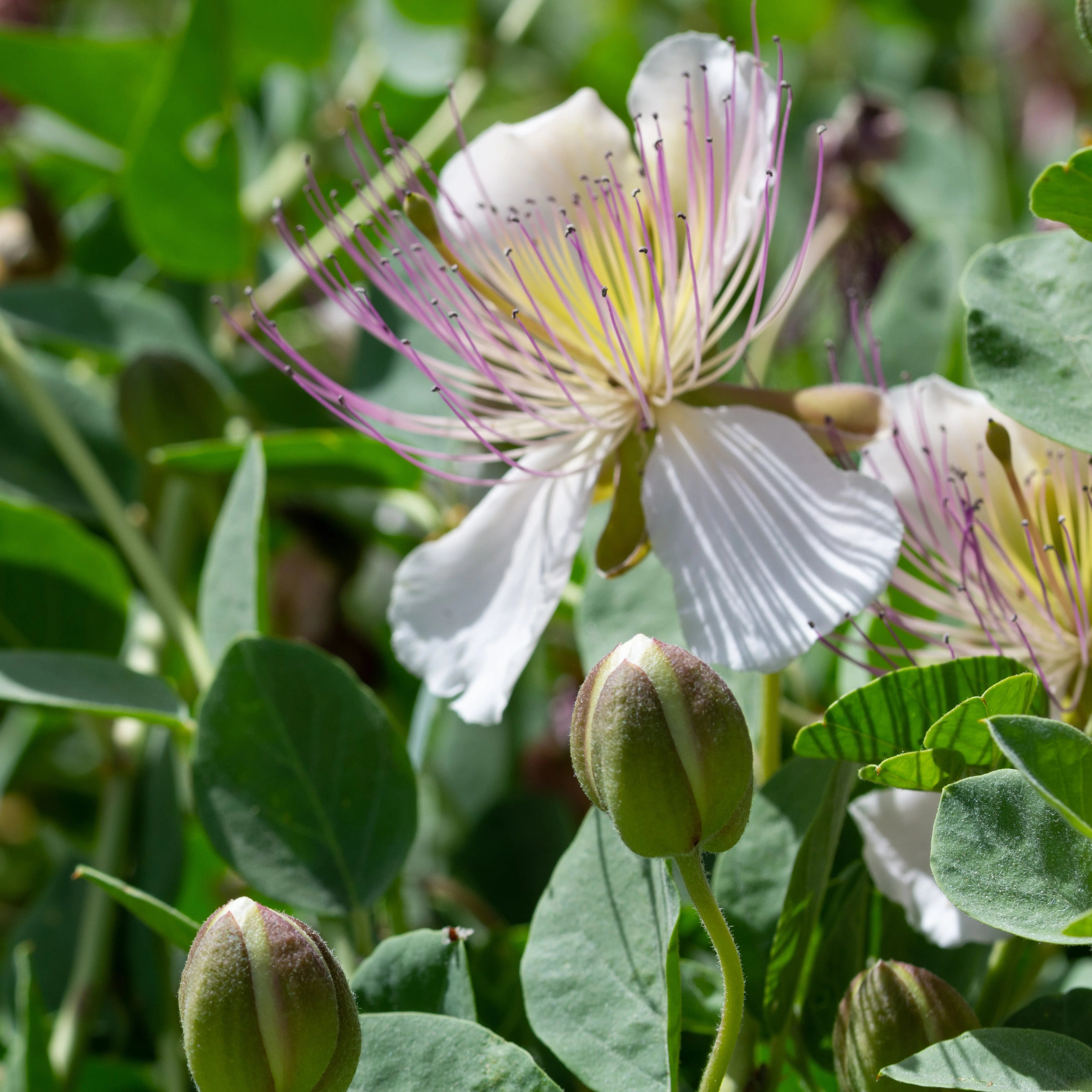 Purple Caper Bush Flower seeds for Planting - Seasonal Bloomer, Heirloom & GMO Free Seeds for Home Garden