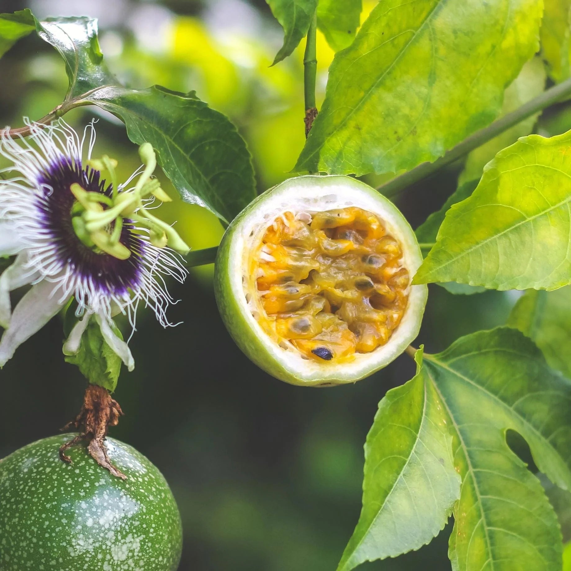 Orange Passion Fruit Seeds for Planting Grow Tropical Fruits at Home
