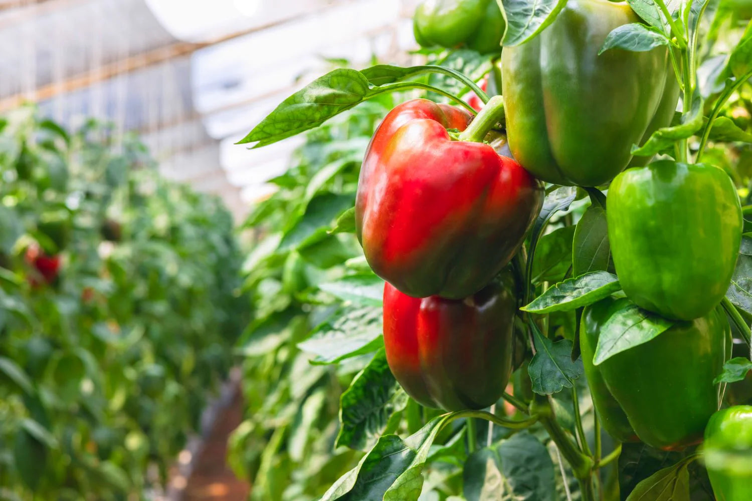 Pepper Seeds for Vegetable Planting