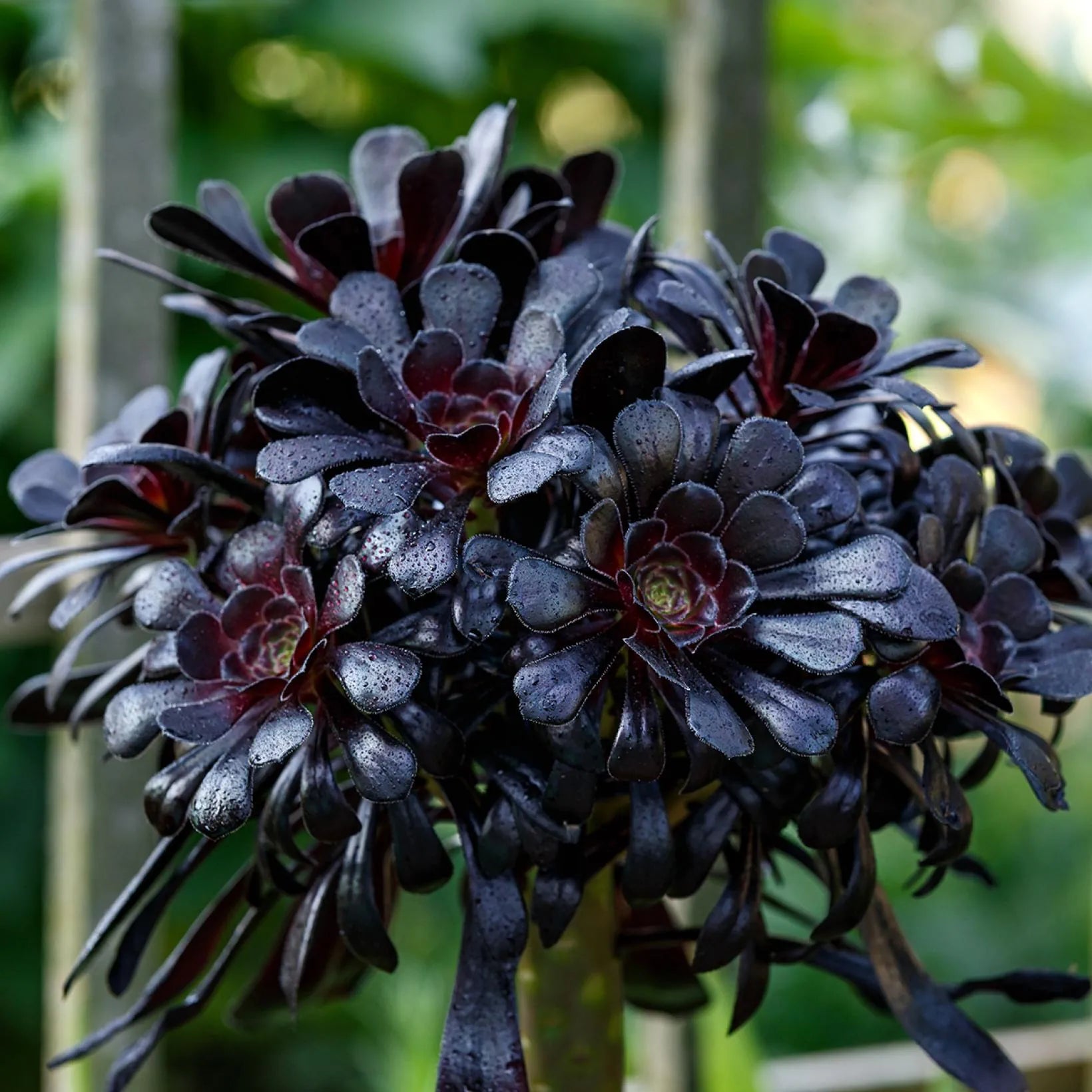 Black Atropureum Flower seeds for Planting - Cottage Garden Essential, Heirloom & GMO Free Seeds for Home Garden