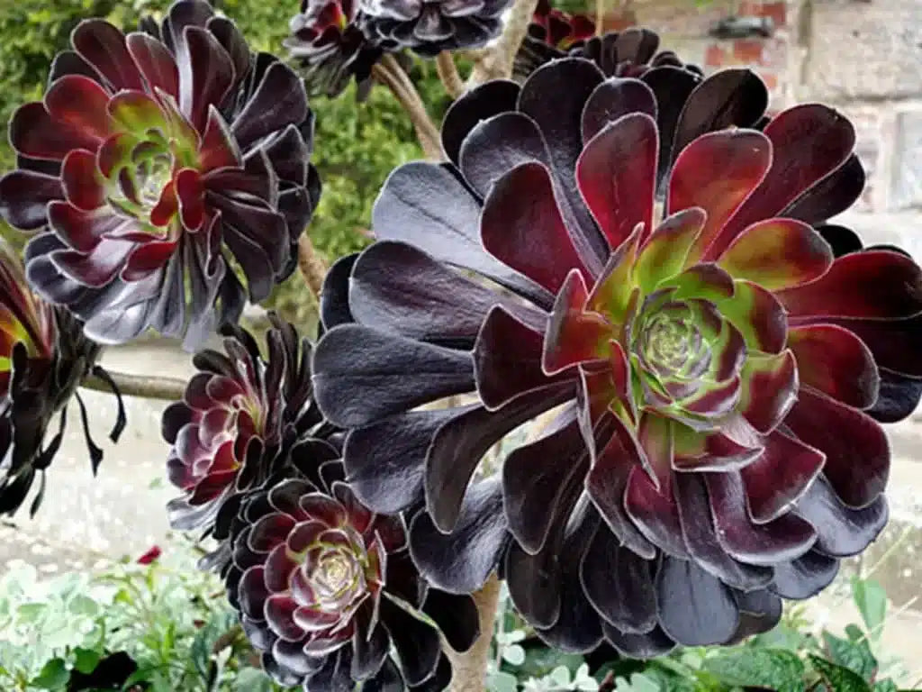 Arboreum Atropureum Flower seeds for Planting - Low Maintenance, Heirloom & GMO Free Seeds for Home Garden
