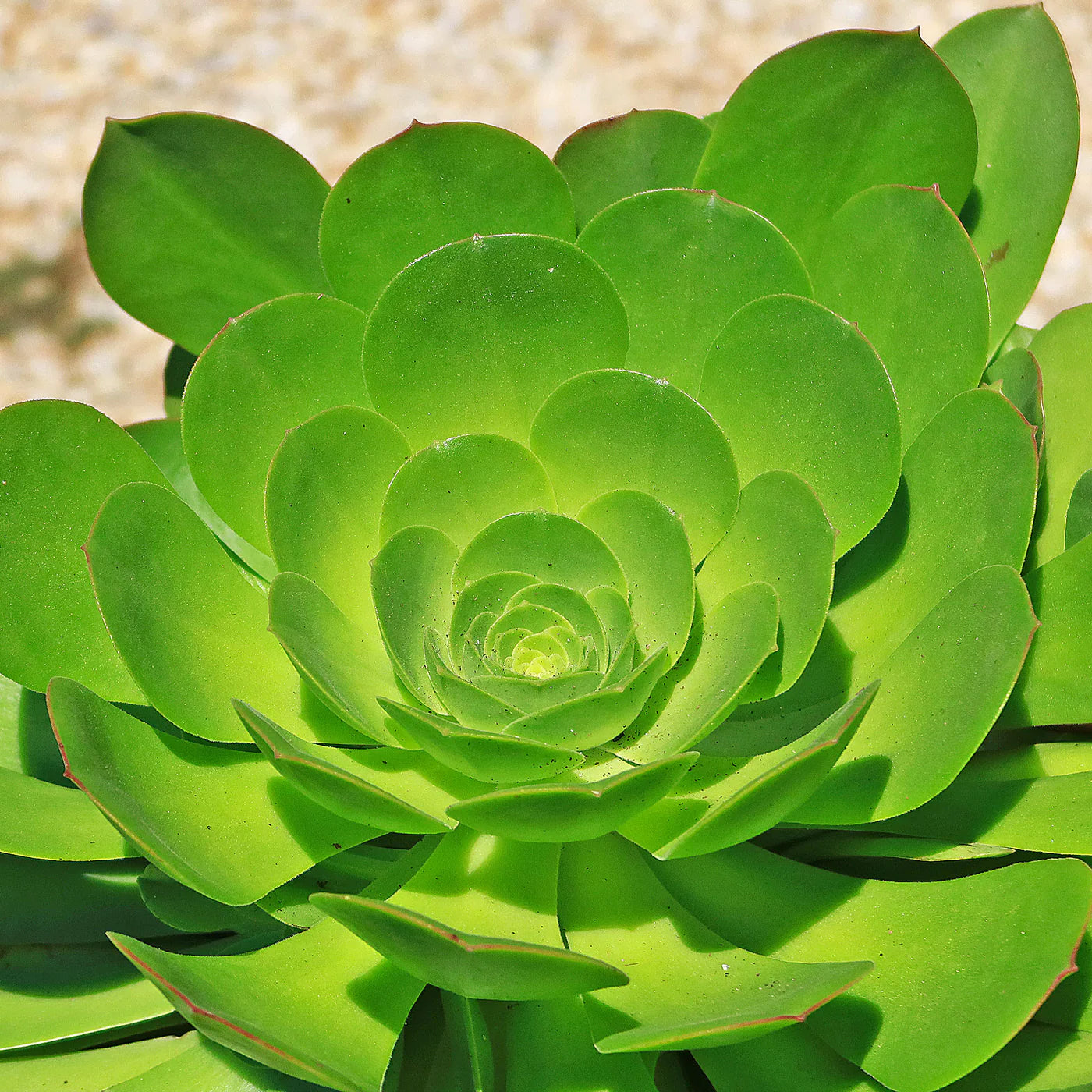 Canary Aeonium Flower seeds for Planting Pollinator Friendly Heirloom & GMO Free Seeds for Home Garden