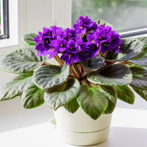 Sky Blue African Violet or Saintpaulia ionantha. Flower seeds for Planting - Long Bloom Season, Heirloom & GMO Free Seed