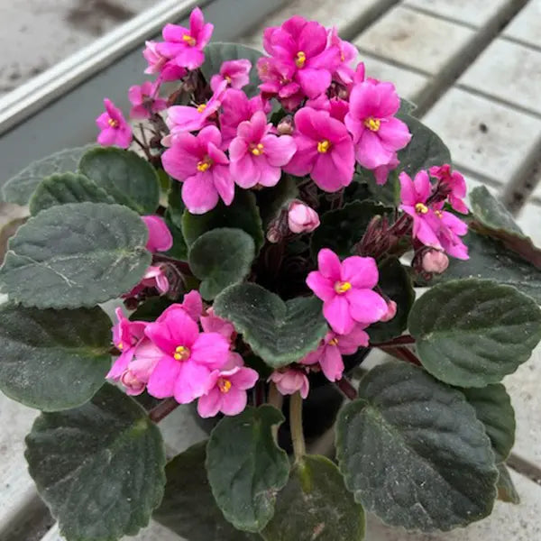 Baby Pink Saintpaulia Flower seeds for Planting - Compact Growth, Heirloom & GMO Free Seeds for Home Garden