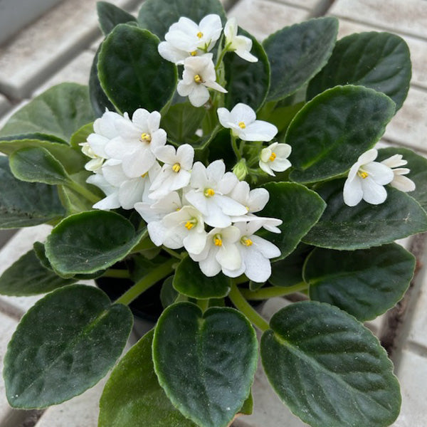 White Saintpaulia Flower seeds for Planting - Pollinator Friendly, Heirloom & GMO Free Seeds for Home Garden