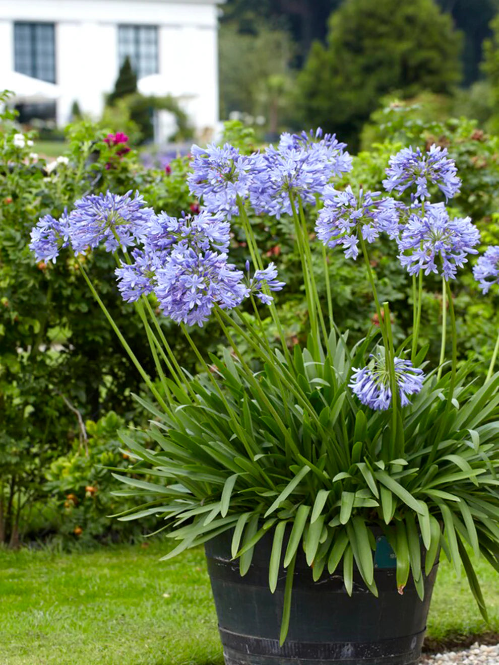 Mix Agapanthus Flower seeds for Planting - Perfect for Borders, Heirloom & GMO Free Seeds for Home Garden