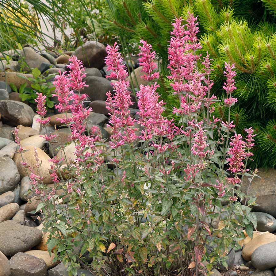 Agastache Cana Flower seeds for Planting - Drought Tolerant, Heirloom & GMO Free Seeds for Home Garden