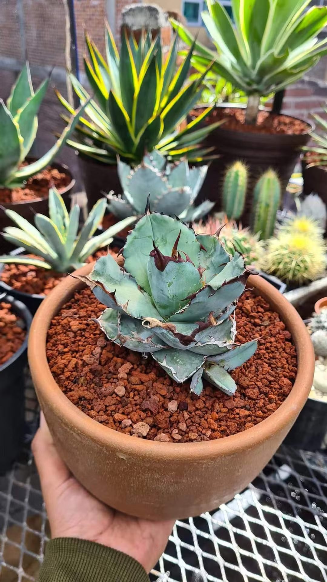 Blue Agave Titanota Seeds for Planting | Hardy Succulent Seeds